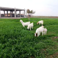 بز و بزغاله گلابی|حیوانات مزرعه|آق قلا, |دیوار