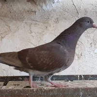 شامی سرکه ای|پرنده|اقبالیه, |دیوار