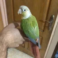 طوطی گیرینچیک|پرنده|تهران, دولتخواه شمالی|دیوار