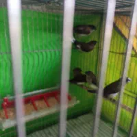 فنج بنگالی