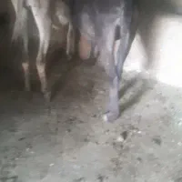 ۲عدد خر الاغ زایده شیری با ماده خر آبسن