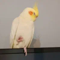 عروس هلندی نر و ماده|پرنده|لنگرود, |دیوار