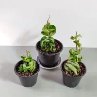 انواع هویاهای خاص و کلکسیونی|گل و گیاه طبیعی|گناباد, |دیوار