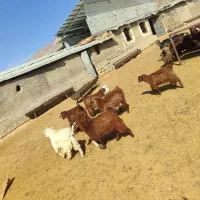 فروش کهره قوری