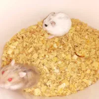 همستر کمپل مینیاتوری|موش و خرگوش|تهران, هفده شهریور|دیوار