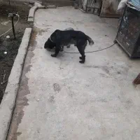 طوله ستر