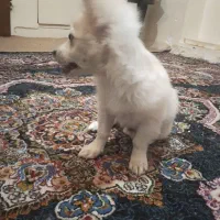 پامر روباهی|سگ|کرمان, |دیوار