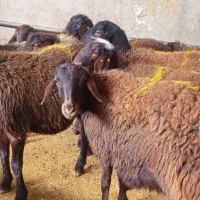 بره ماده و شیشک هترو ( ژندار)|حیوانات مزرعه|جاپلق, |دیوار