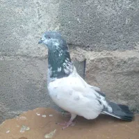 کبوتر باخت خریدارم