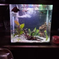 اکواریوم کامل بهشرط ۲۴ساعت استفاده شیشه خم