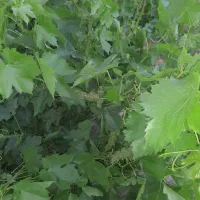 باغچه|گل و گیاه طبیعی|رباط‌کریم, شترخوار|دیوار