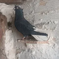 کفتر کبوتر|پرنده|اقبالیه, |دیوار