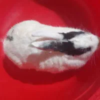 خرگوش ماده