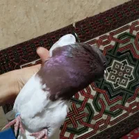 کبوتر|پرنده|آزادشهر, |دیوار