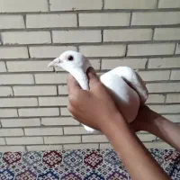 کفتر سفید المانی