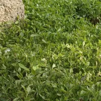 شیتل گوجه رجستون آمریکایی اصل