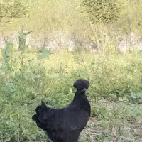 مرغ سیاه