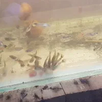 ماهی آکواریومی گوپی|ماهی|اهواز, کمپلو شمالی|دیوار