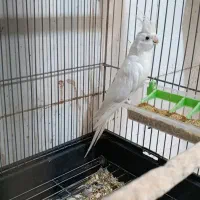 عروس هلندی ماده آلبینو مست و آماده نیمه رام طوطی|پرنده|سنندج, |دیوار