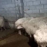 گوسفند و بره شیرخوار|حیوانات مزرعه|مشگین شهر, |دیوار