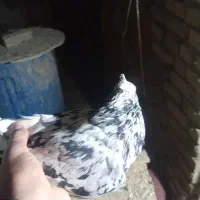 کفتر کله دمسبز|پرنده|گل تپه, |دیوار