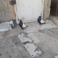 نروماده باهم قیمت ۲۵۰۰|پرنده|نیشابور, دهنو|دیوار