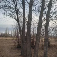 خرید قلمه سوید میوه|خدمات باغبانی و درختکاری|سراب, |دیوار