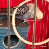 دوعدد مرغ عشق انگلیسی|پرنده|چهاردانگه (تهران), |دیوار