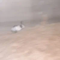 خرگوش فروشی|موش و خرگوش|قم, شهرک قدس|دیوار