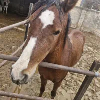 فروش اسب|اسب و تجهیزات اسب‌سواری|طسوج, |دیوار