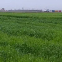 قطعه زمینهای در کمربندی اق قلا ارزان ارزان سنددار