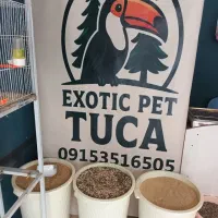 پرنده فنج قناری