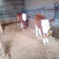 سه راس گوساله شرابی ماده