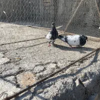 ۶تارنگه|پرنده|شیروان (خراسان), |دیوار