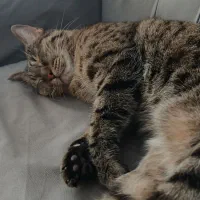 واگذاری گربه اقیم ماده|گربه|رودهن, |دیوار