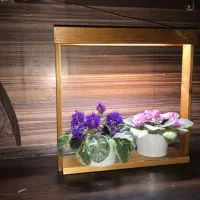 گل بنفشه آفریقایی