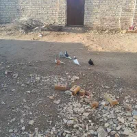 کفتر|حیوانات|تایباد, |دیوار