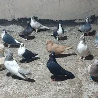 برای فروش طبق تصاویر که میبینید|پرنده|شیراز, دشت چنار|دیوار