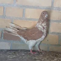 کبوتر