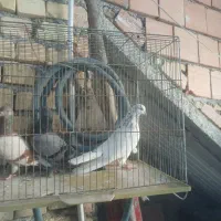 کبوتر|پرنده|گرگان, |دیوار