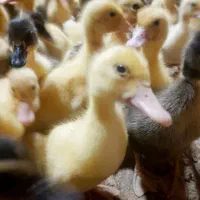 انواع جوجه رنگی ومحلی اردک بوقله وسلطان|حیوانات مزرعه|لار, |دیوار