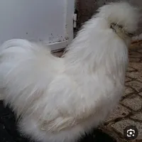 خروس ابریشمی