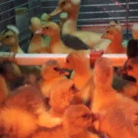 جوجه غاز  بوقلمون  گلپایگان