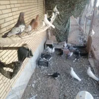 کبوتر