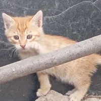 بچه گربه فروش فوری