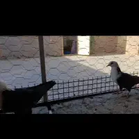 کفتر