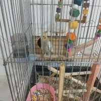 عروس هنلدی|پرنده|قدس, شهر‌قدس|دیوار