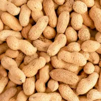 کارگاه بادام زمینی بابامیری شعبه مرکزی