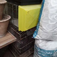 عروس هلندی قفس وتجهیزات فوری بعلت نیاز مالی|پرنده|تبریز, |دیوار