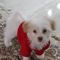 سگ دوست داشتی و باهوش|سگ|مبارکه, |دیوار